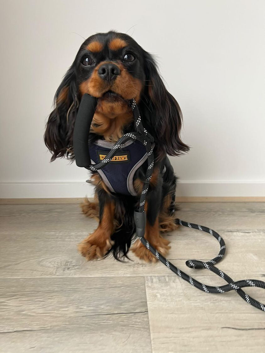 KOP Harness & Lead Navy