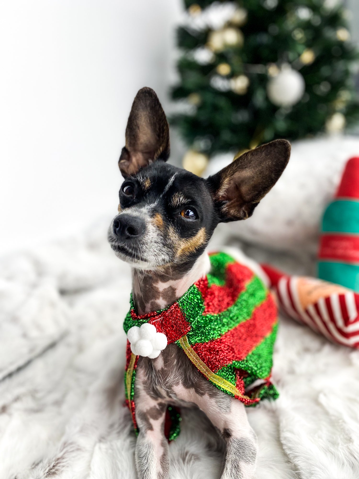 Pet Christmas Cape