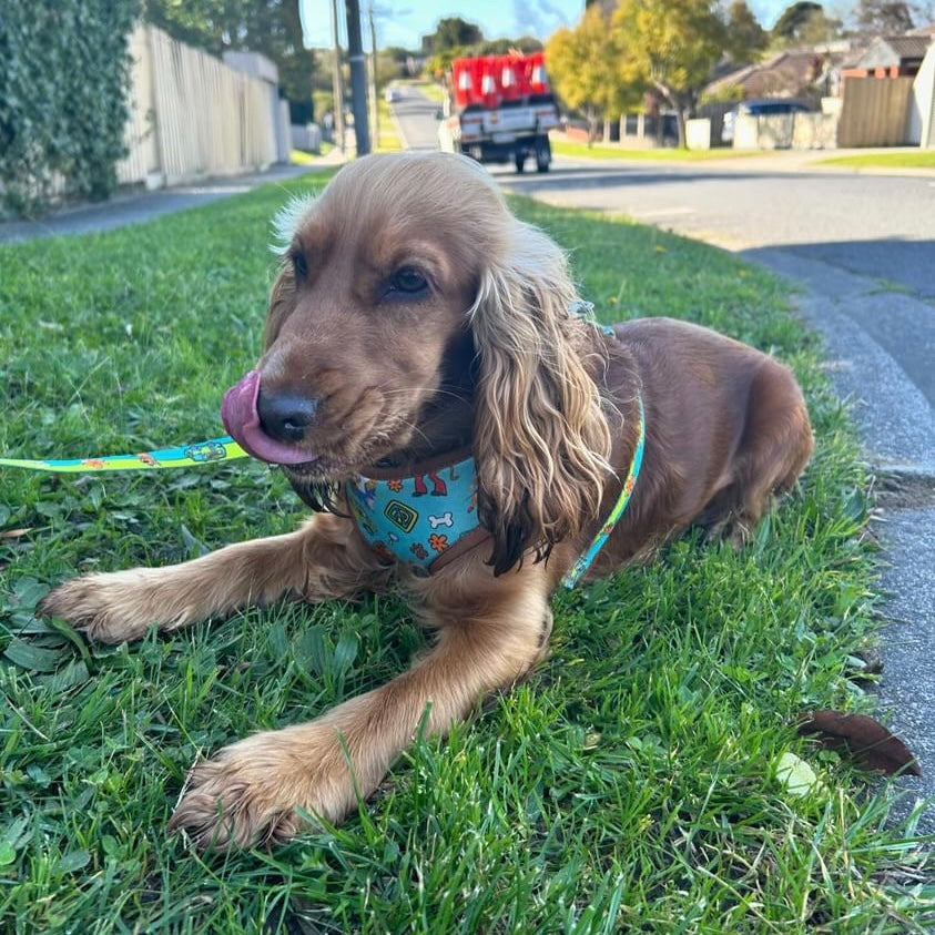 Scooby-Doo Harness