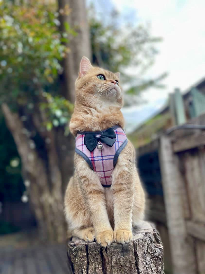 Bow Bell Harness