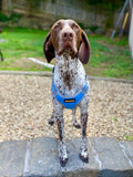 KOP Harness and Lead Blue