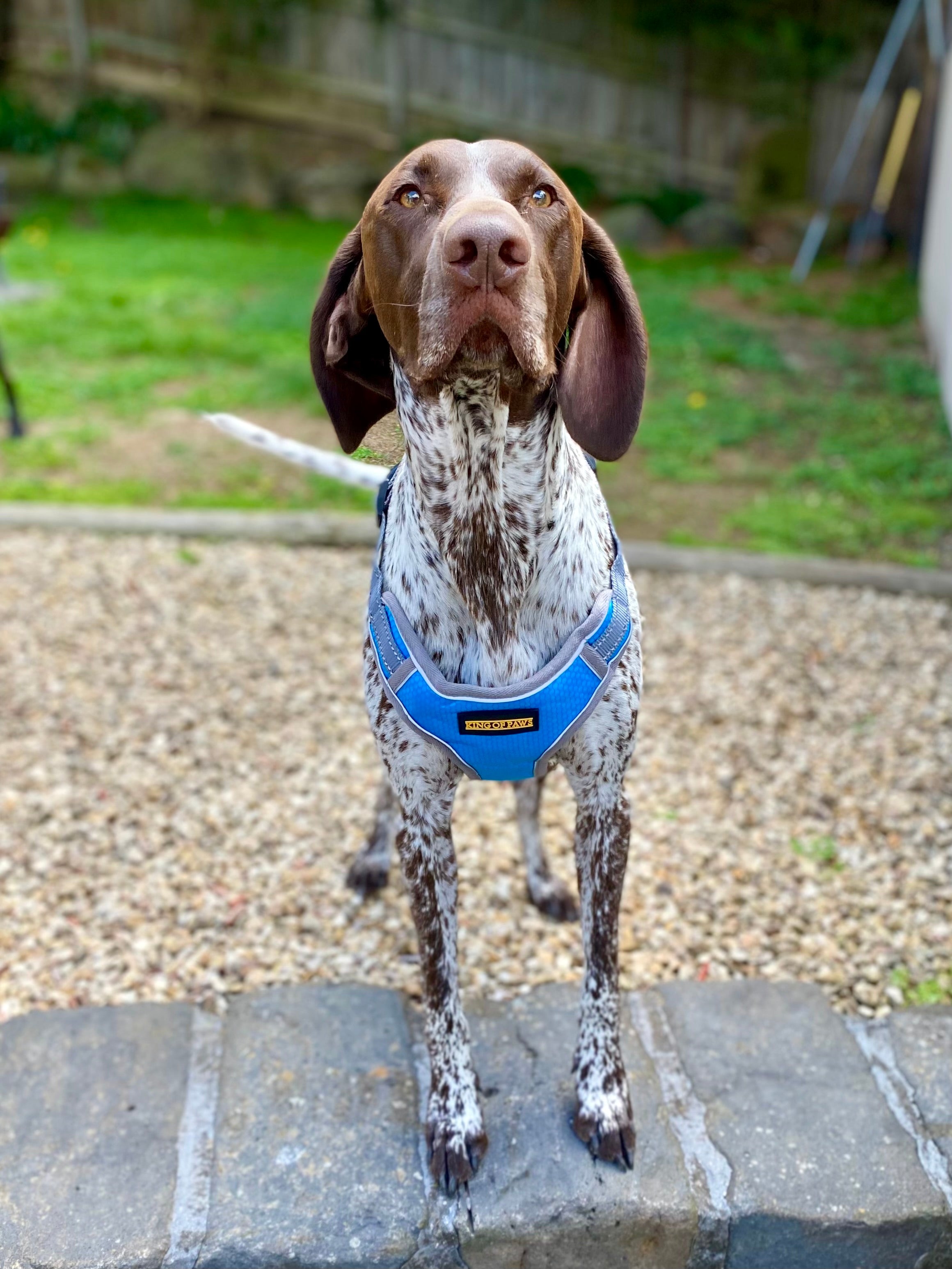 KOP Harness and Lead Blue