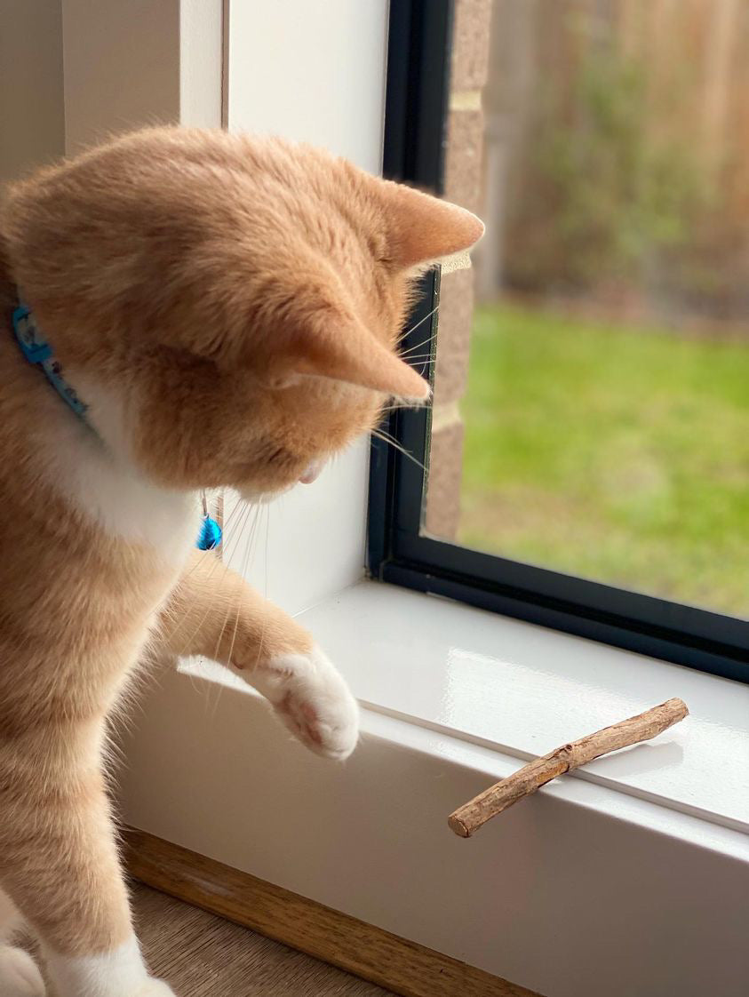 Catnip Sticks