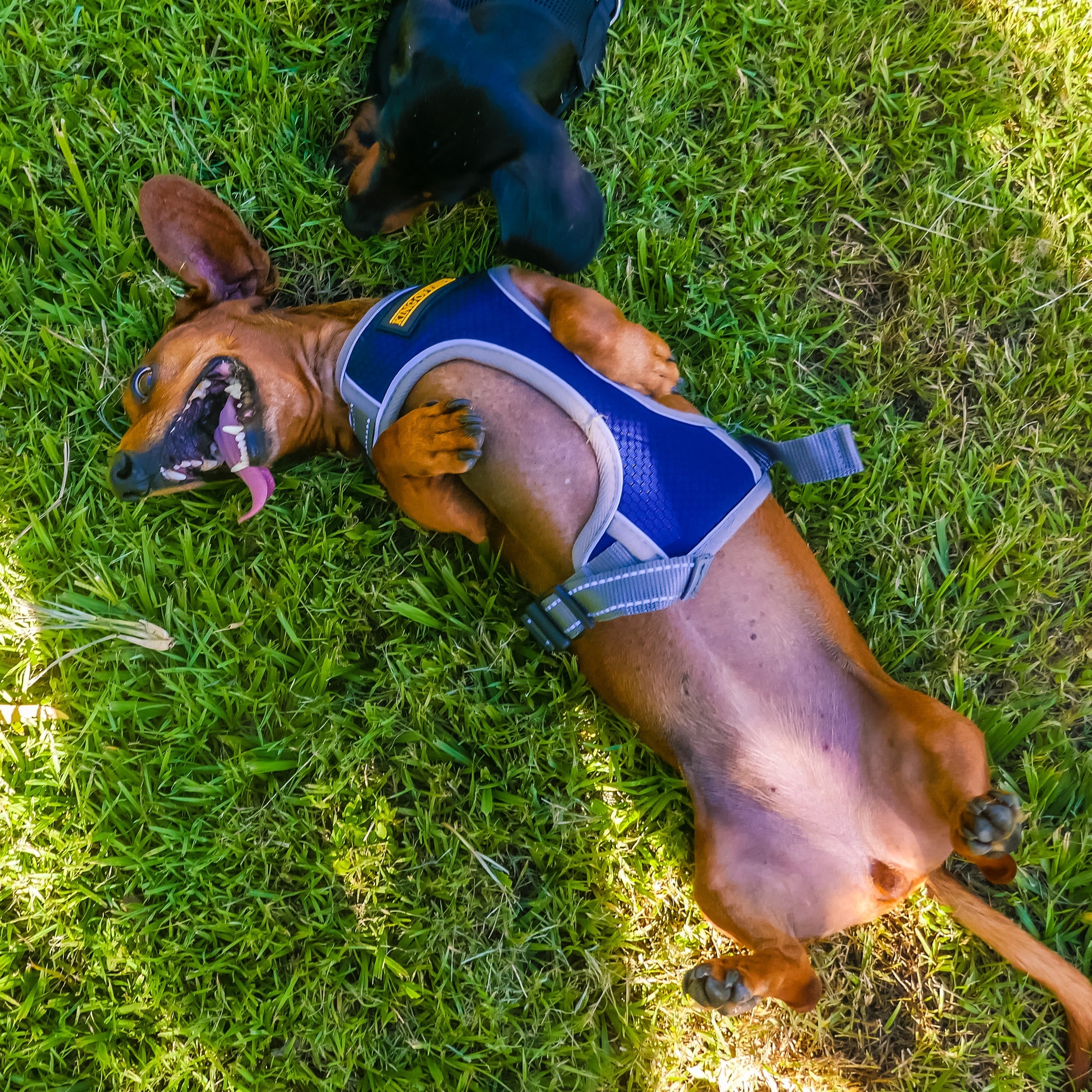 KOP Harness & Lead Navy