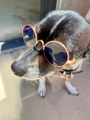 Pet Sun Glasses