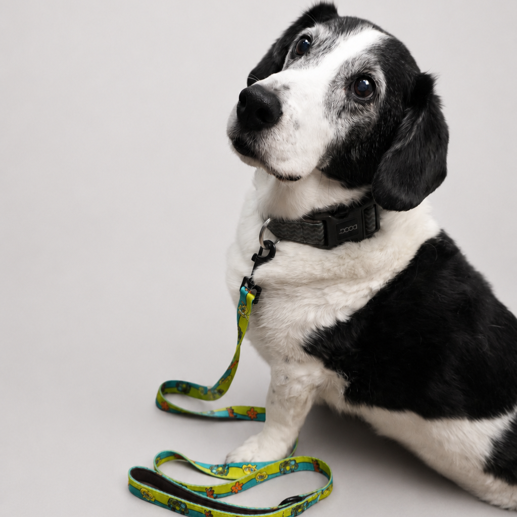 Scooby-Doo Lead
