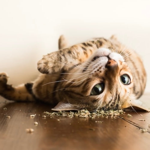 Catnip Pawty Bag