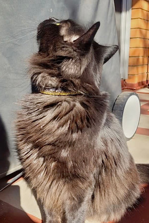 Cat Sparkle Collar