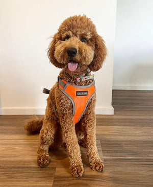 KOP Harness & Lead Orange