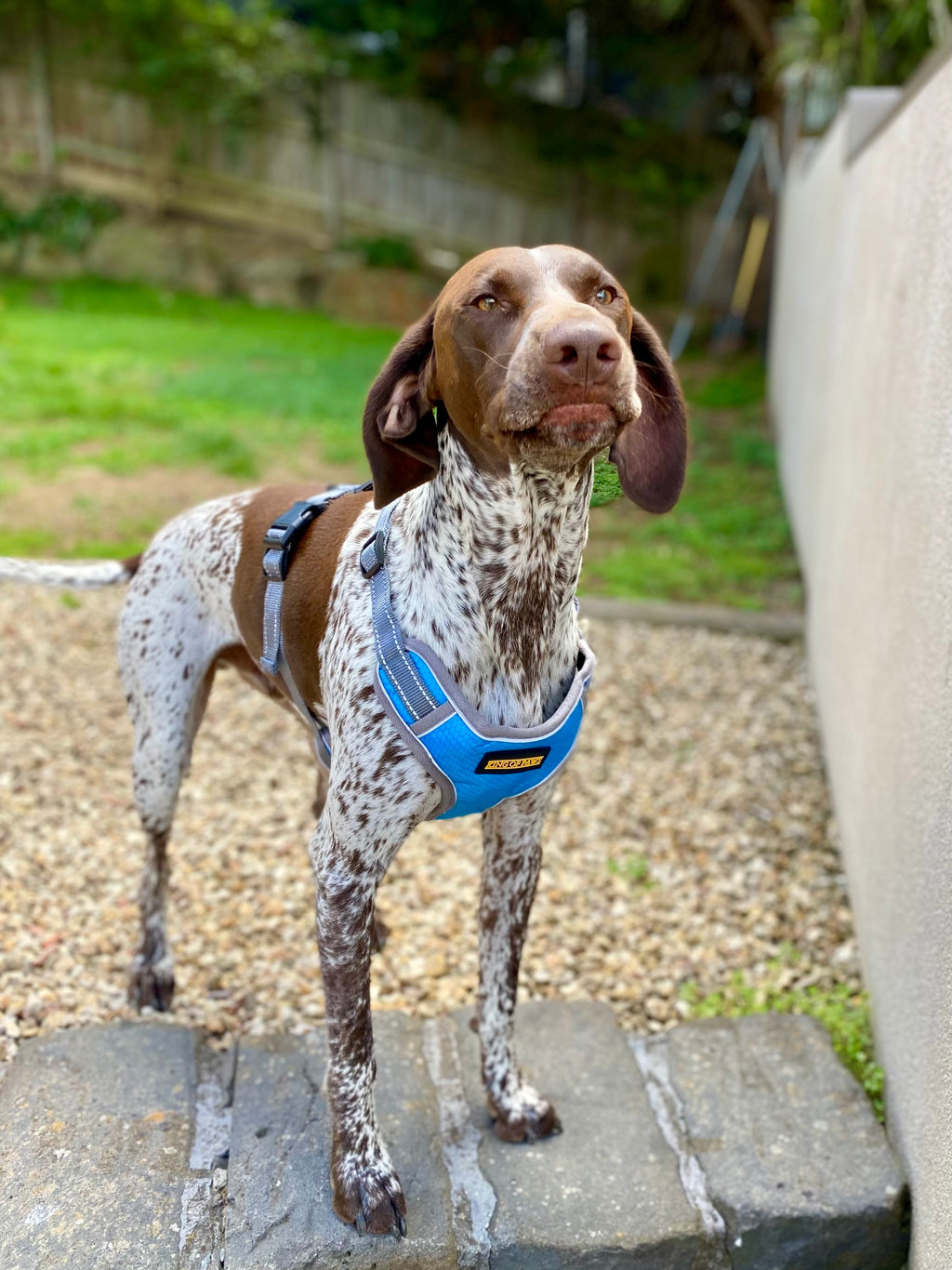 KOP Harness and Lead Blue