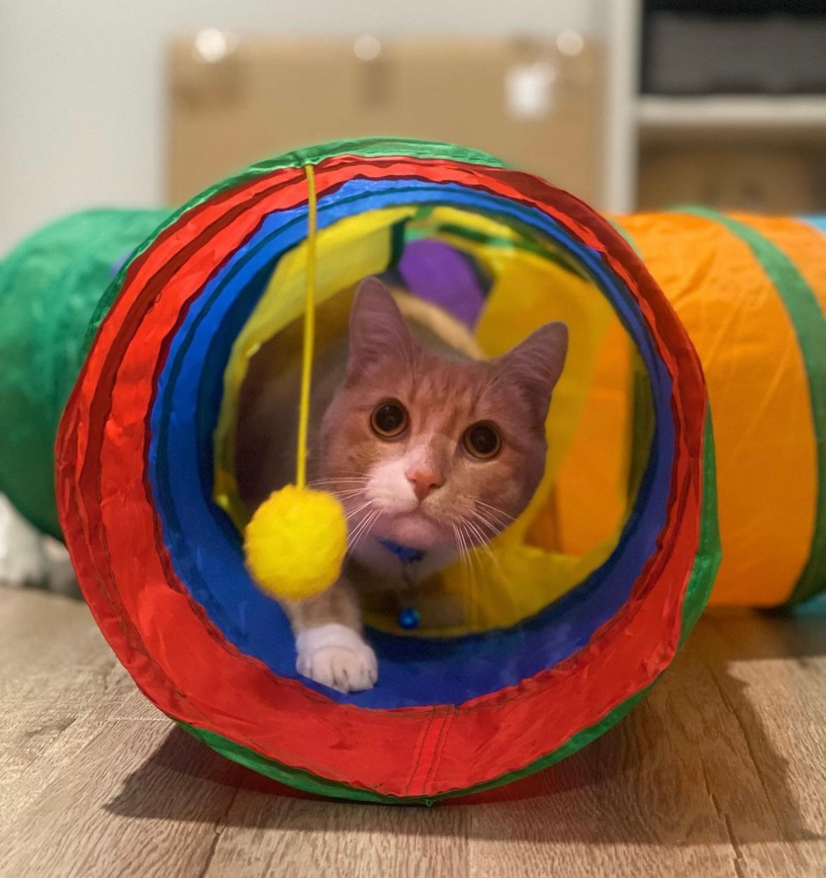 Pet Play Tube