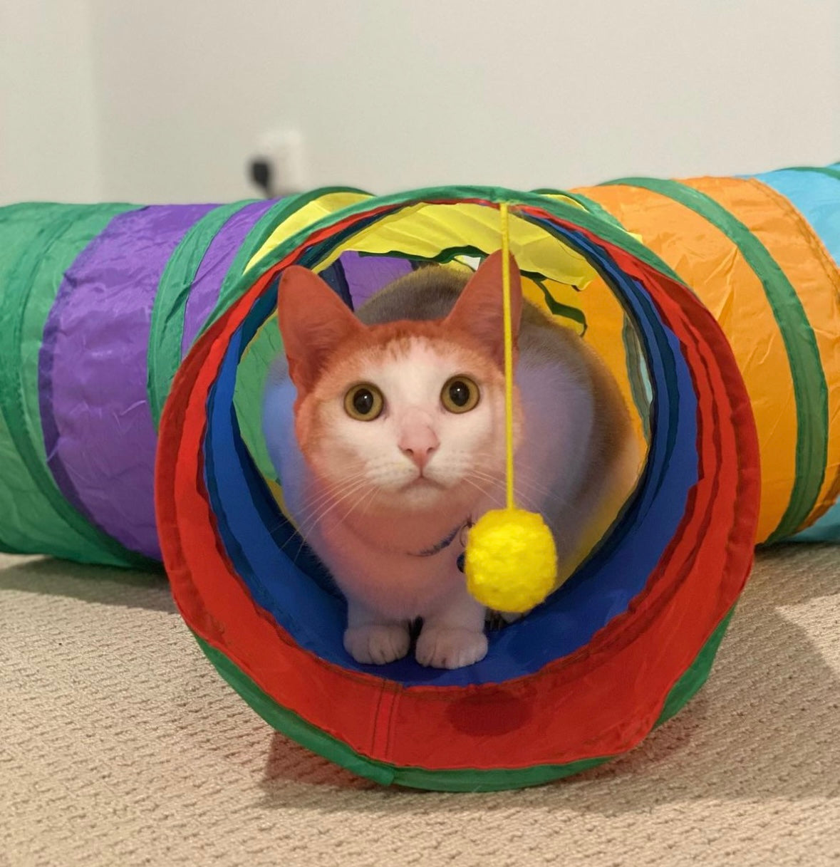 Pet Play Tube