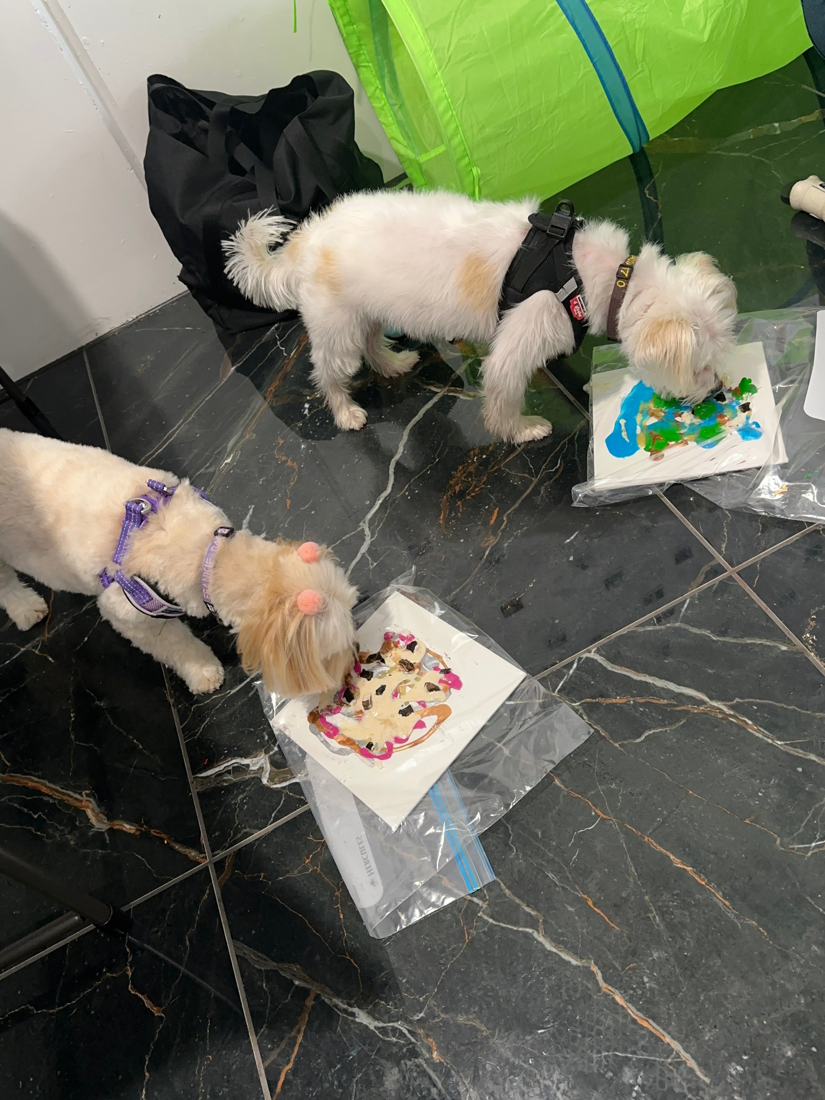Pet Painting Kit