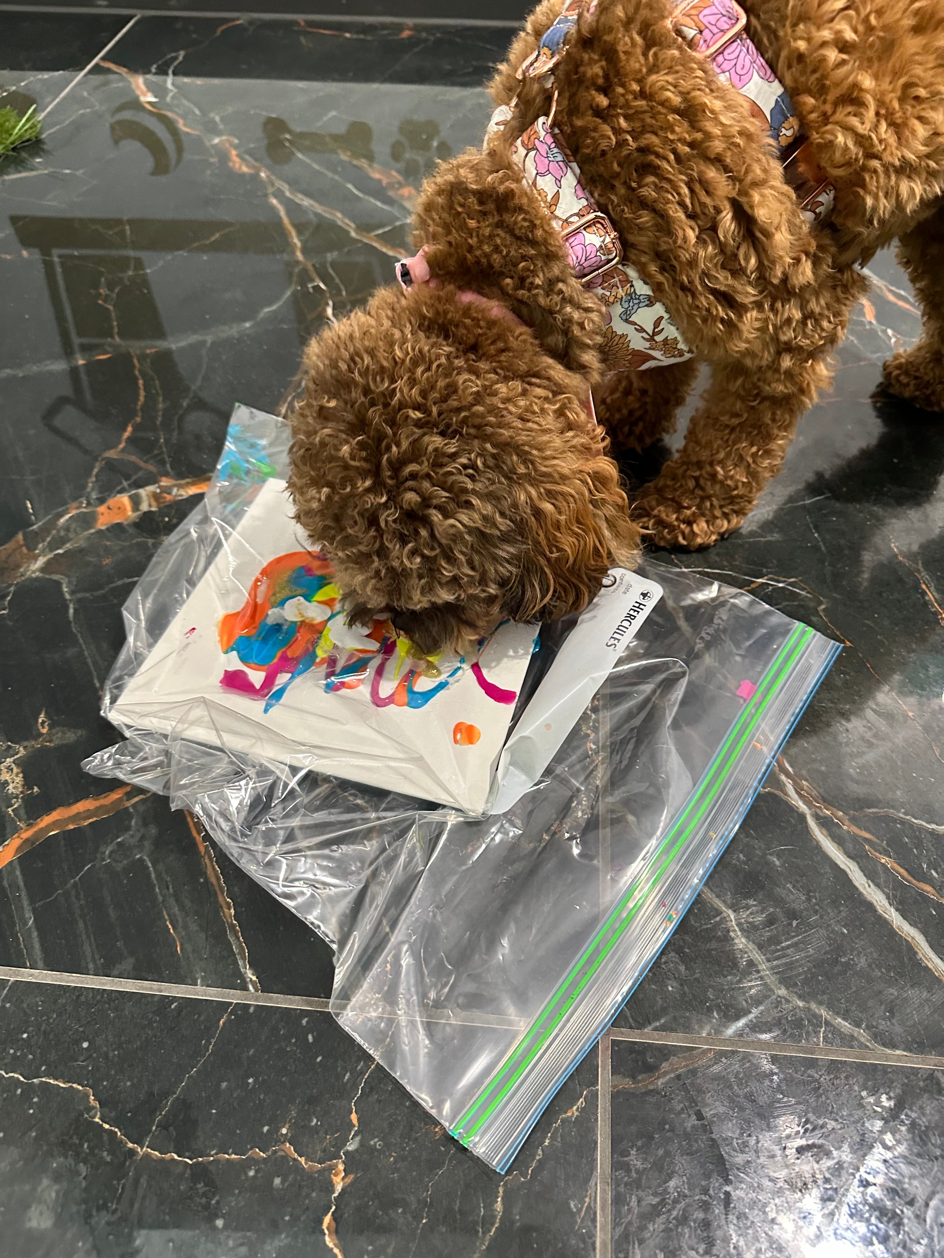 Pet Painting Kit