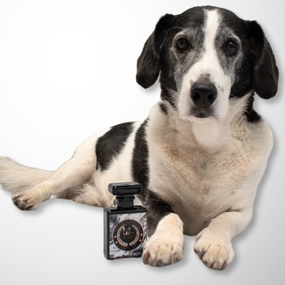 Luxe Pet Perfumes