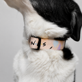 Friends Collar