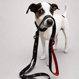 AFL Pet Lead