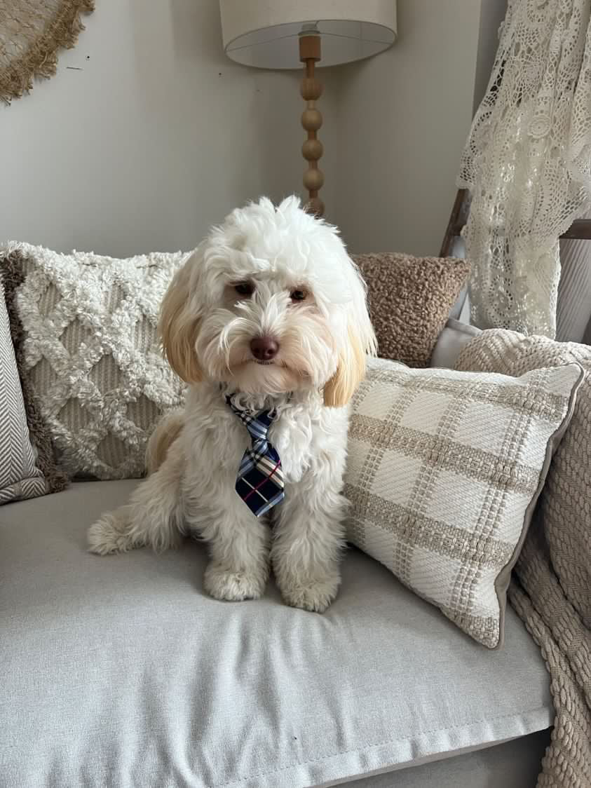 Funky Fresh bow and ties