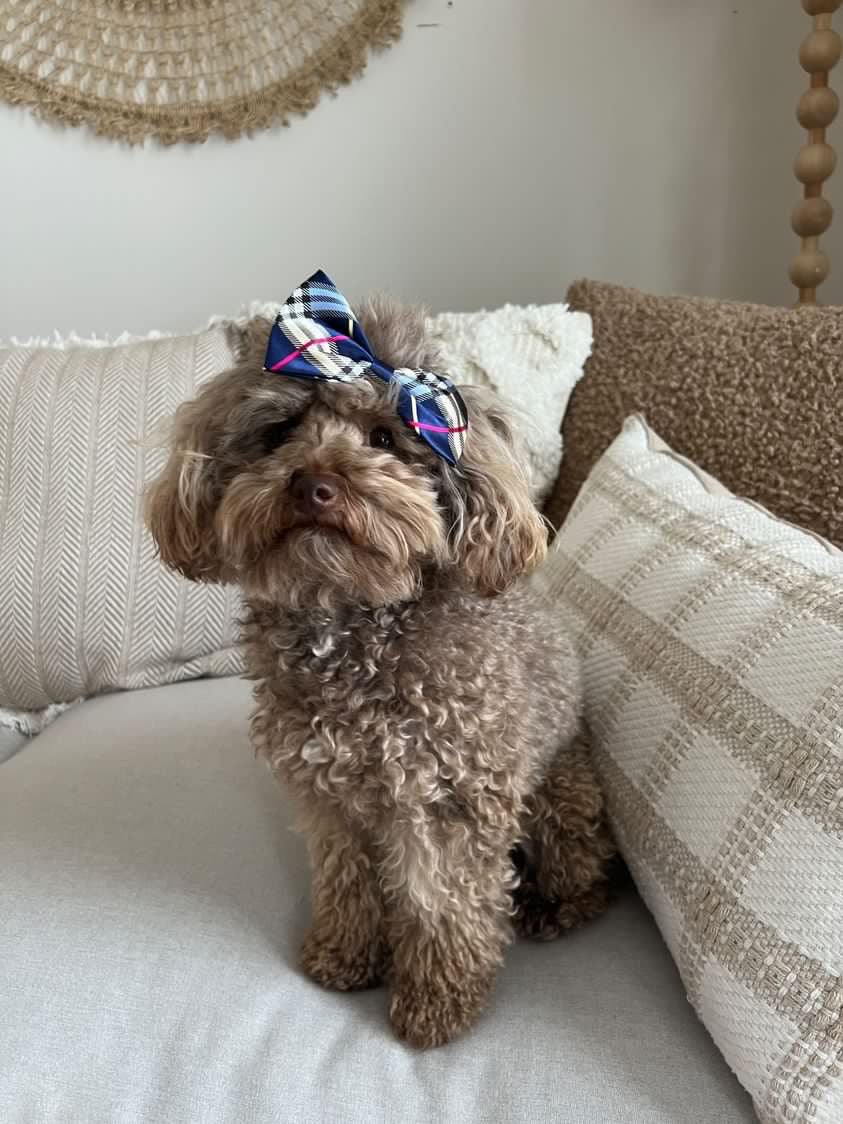Funky Fresh bow and ties