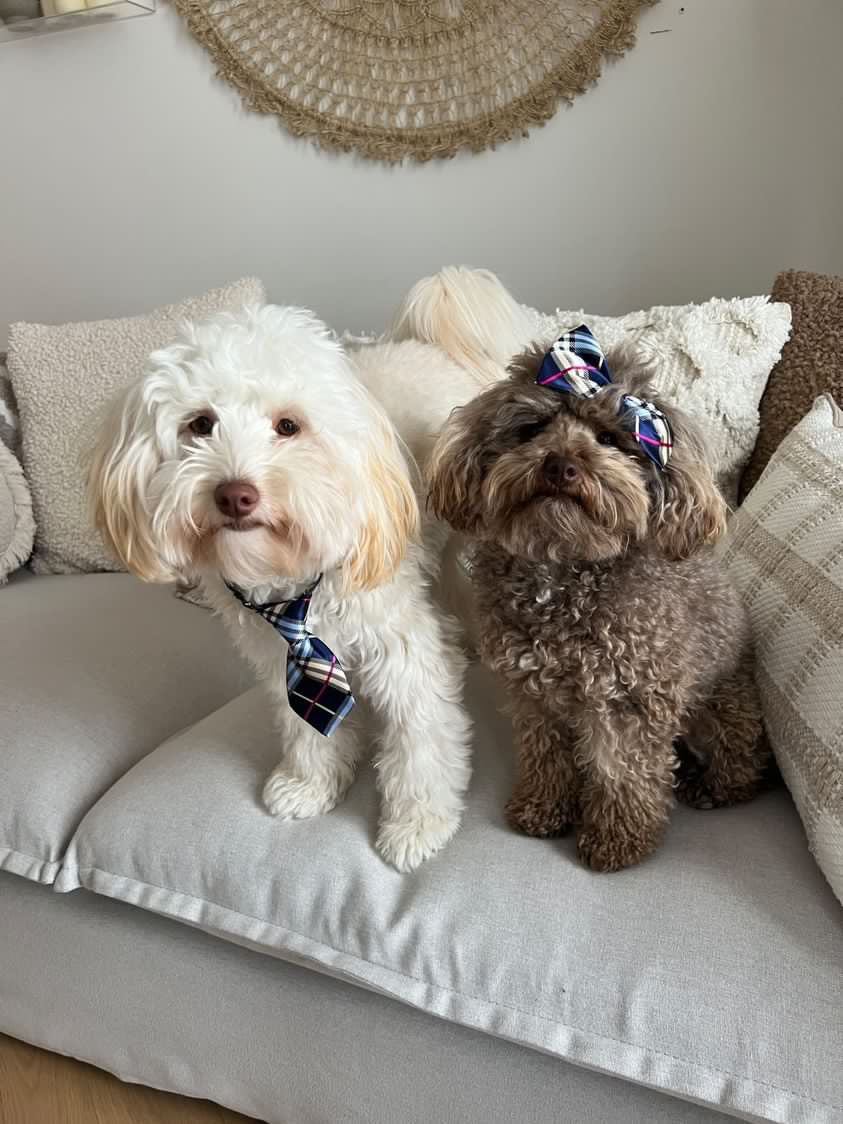 Funky Fresh bow and ties