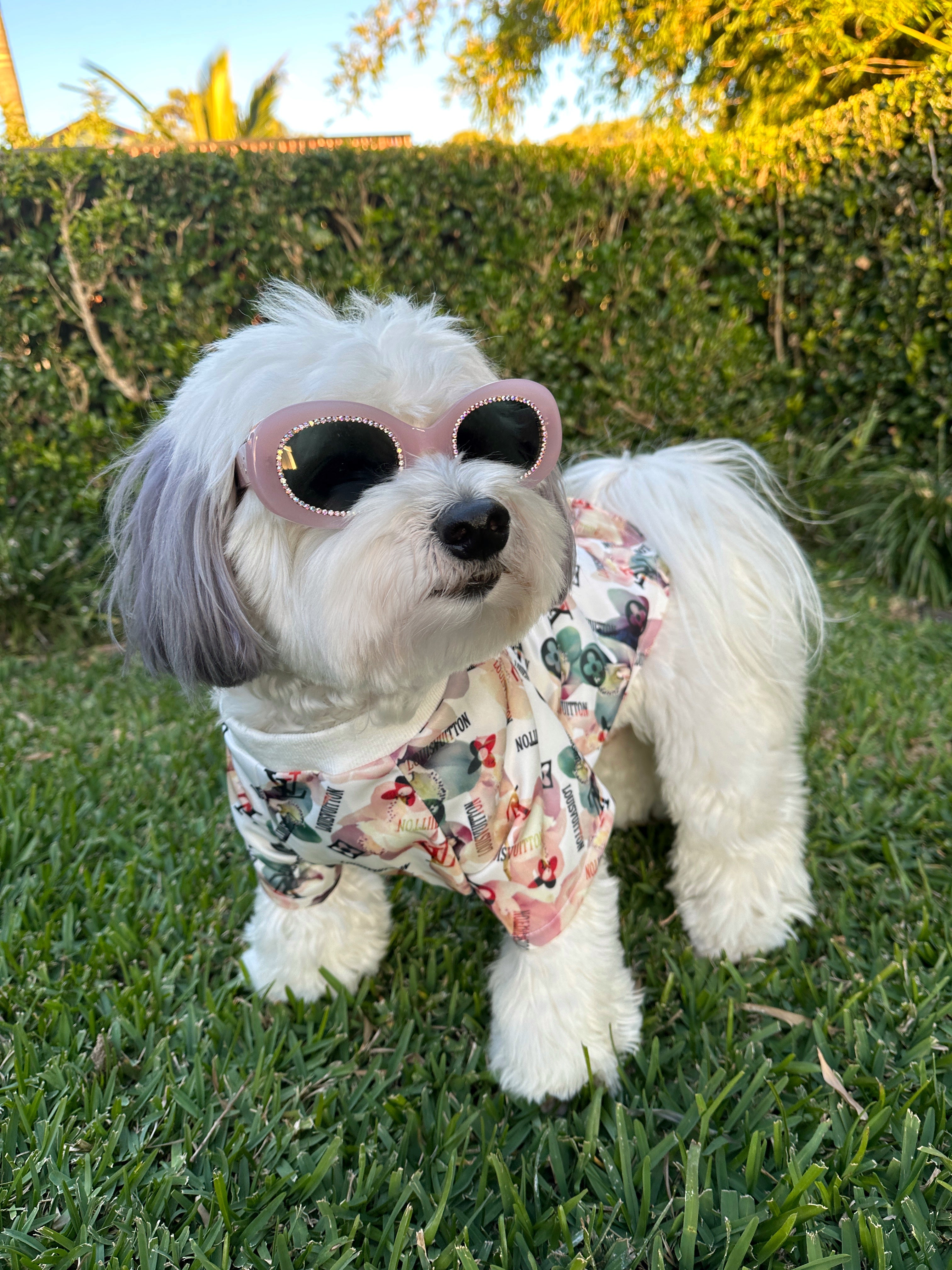 Chewy Vuiton Rainbow Tank - King of Paws