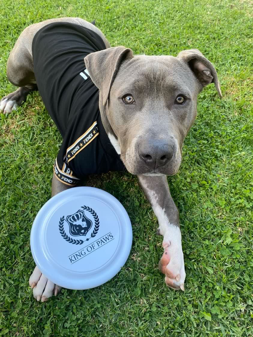 KOP Frisbee