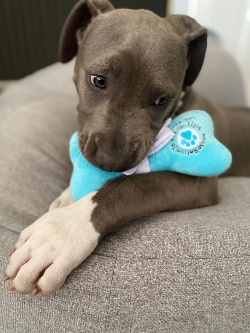 Sniffany and Co Toy Bone