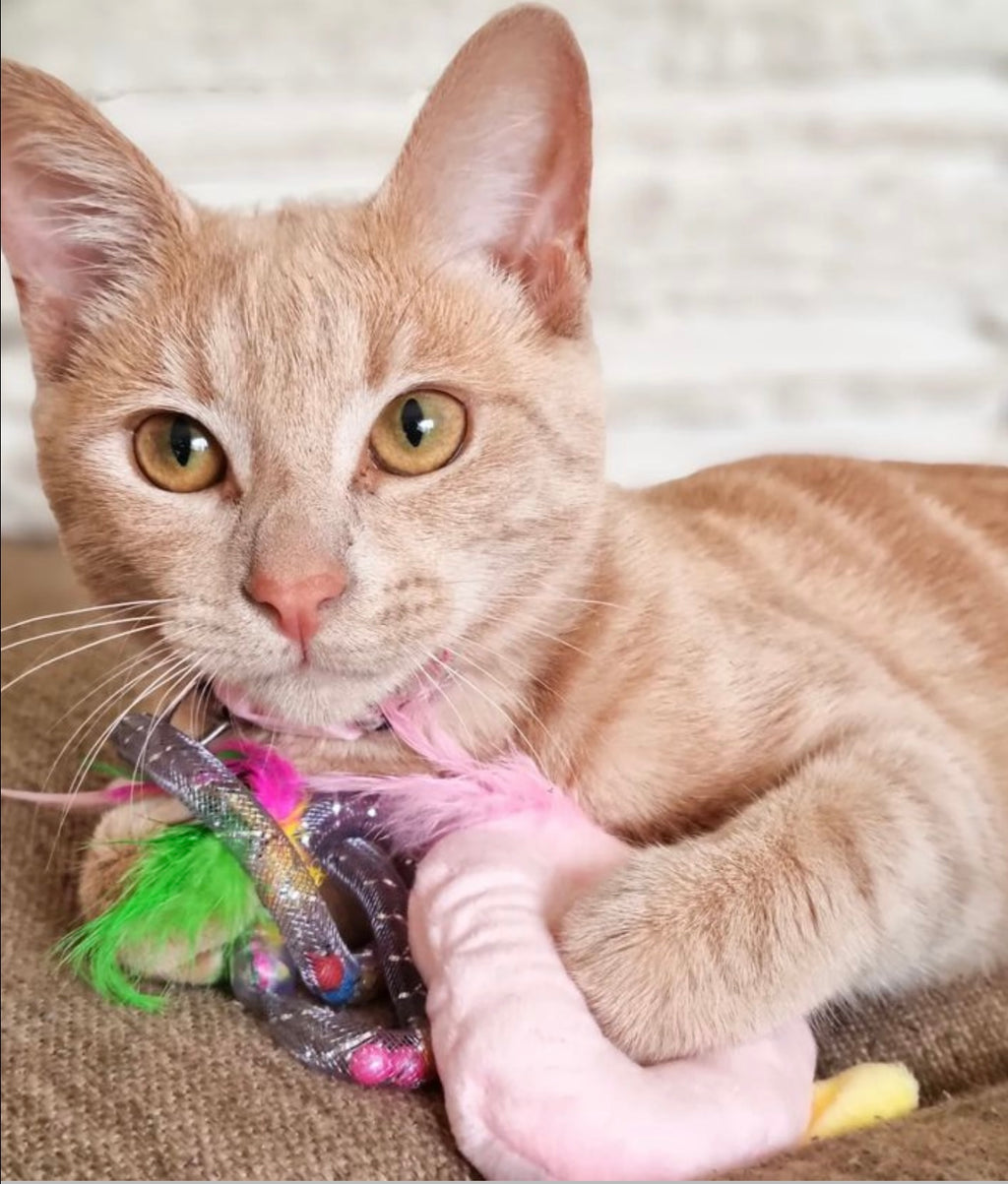 Kitty Twizzlers