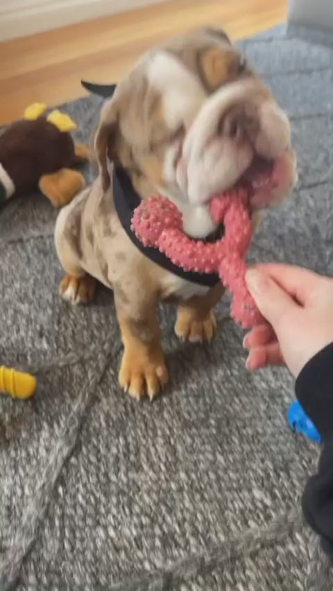 Tasty Bone Nylon Trio