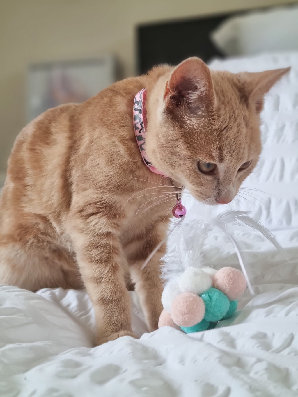 Catnip Feather Ball