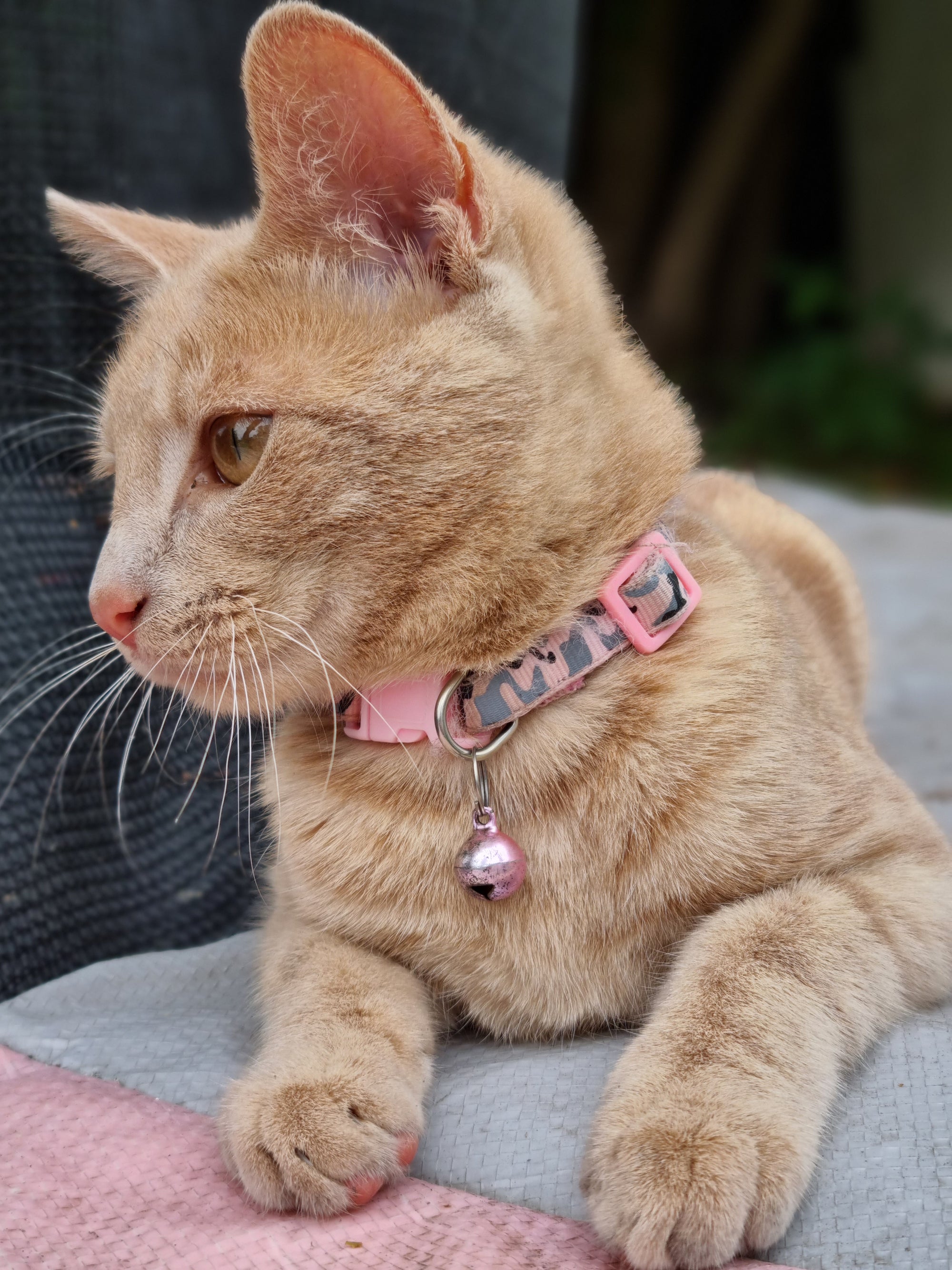 Lobster Pink 1/2, 3/4 & 1.25 inch Dog & Cat Collar, Harness