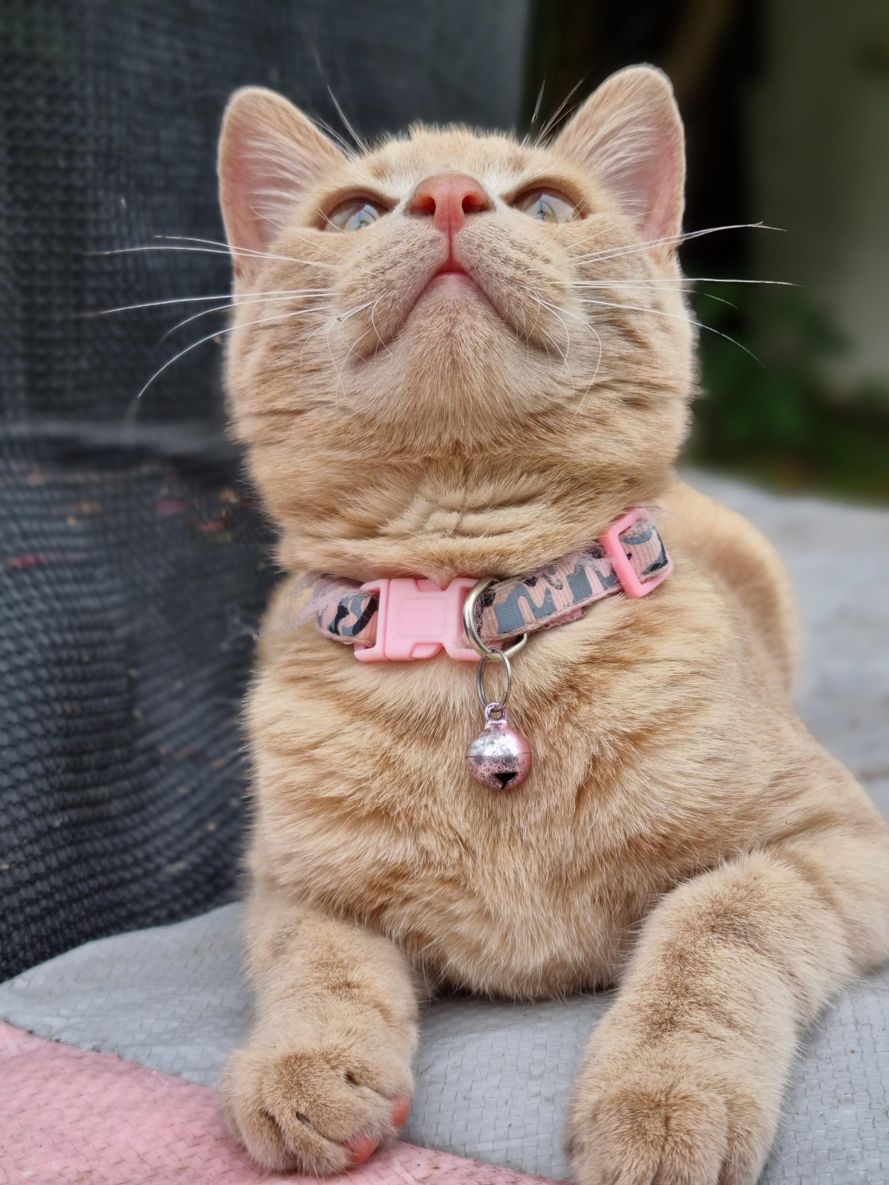 Army Pet Collars
