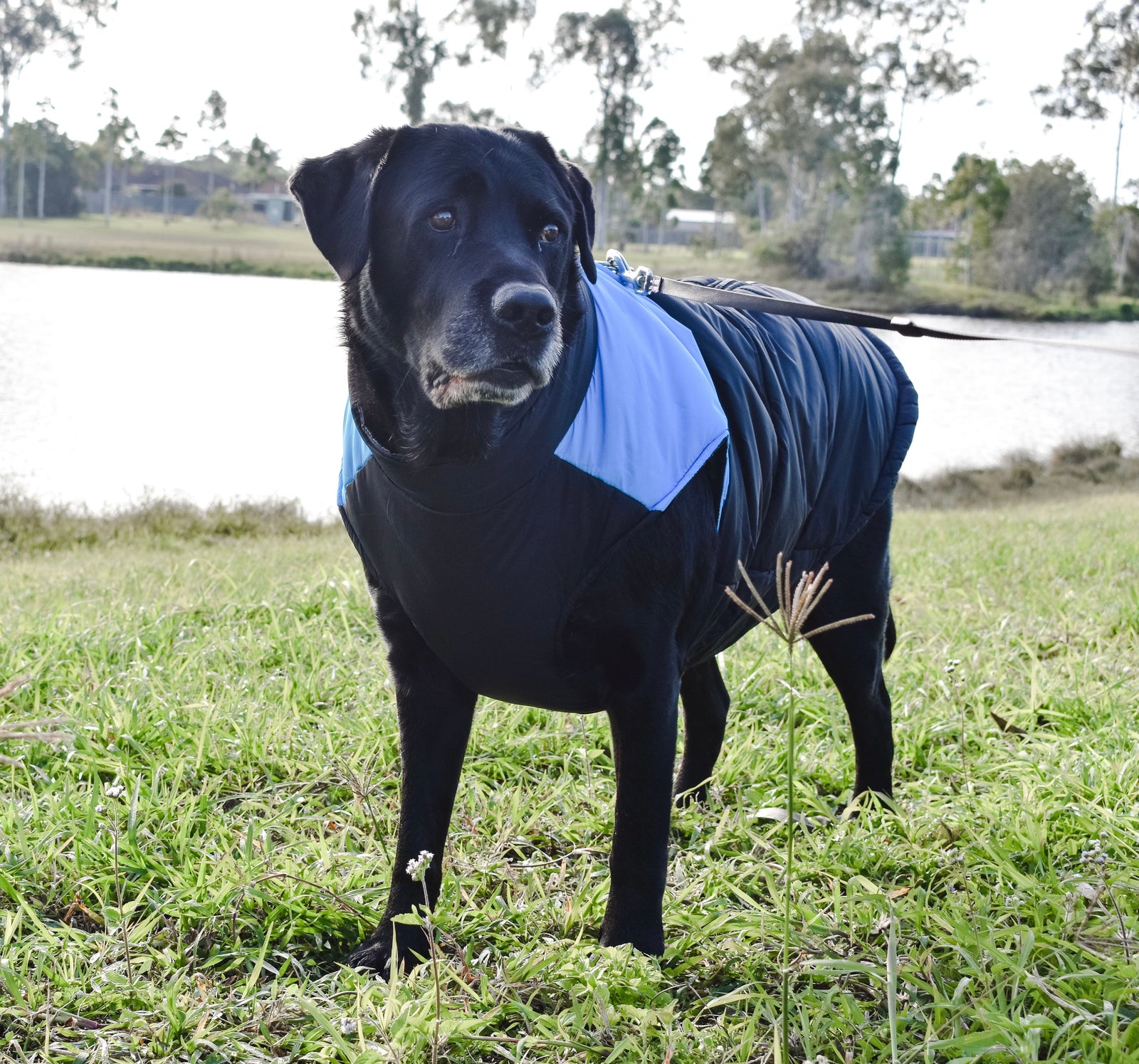 Coloured Harness Vest