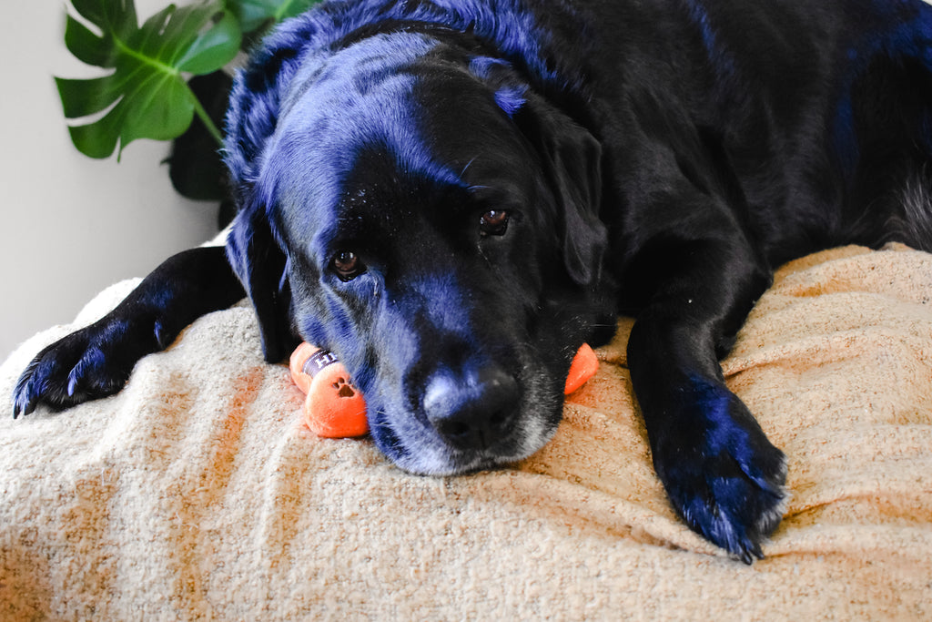 Hairmes Toy Bone