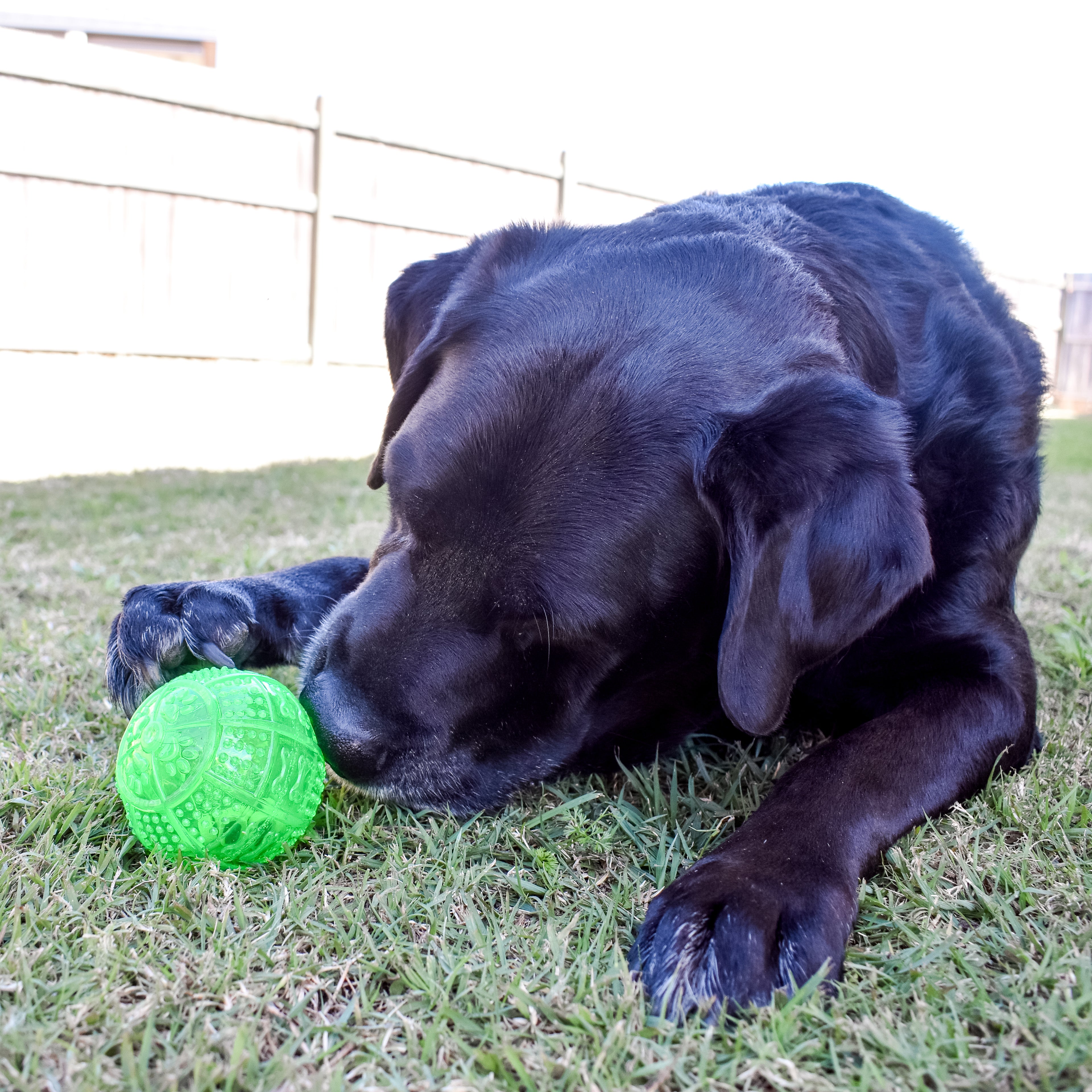 Pet Chew Ball