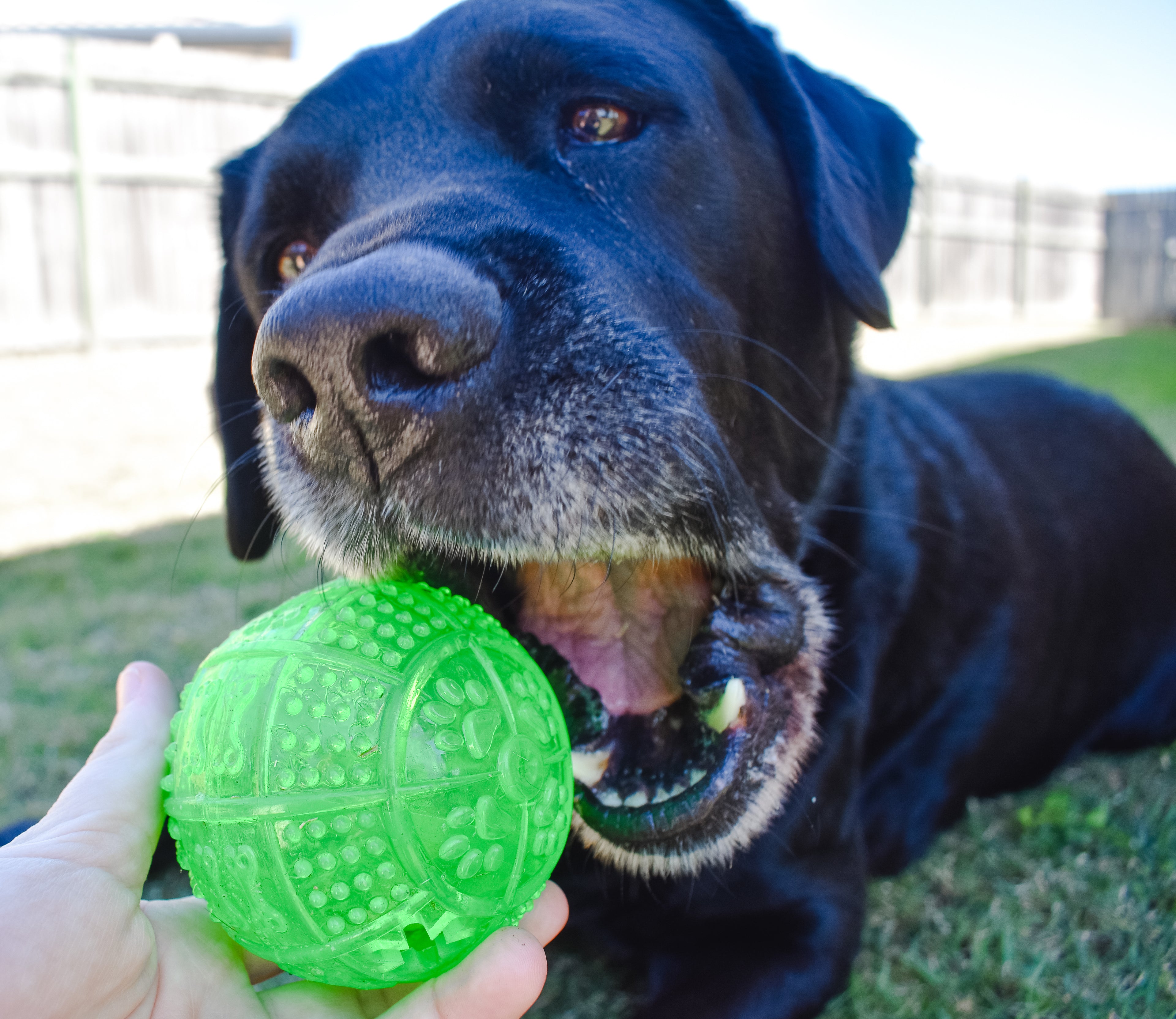Pet Chew Ball
