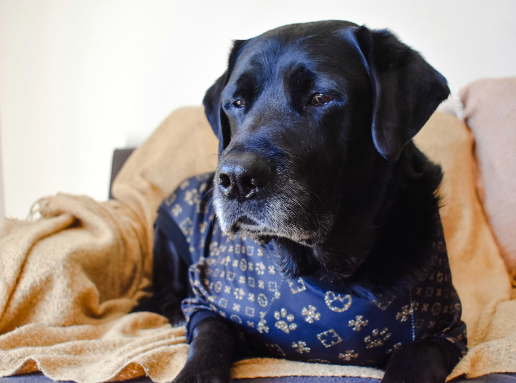Chewy Brown Paw Sweatshirt