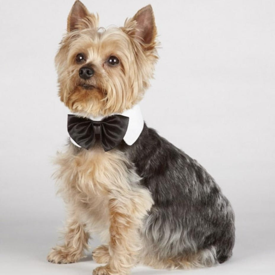 Luxury Silk Dog Bowtie