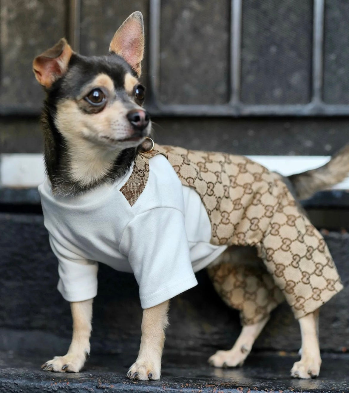 Chihuahua gucci clearance clothes