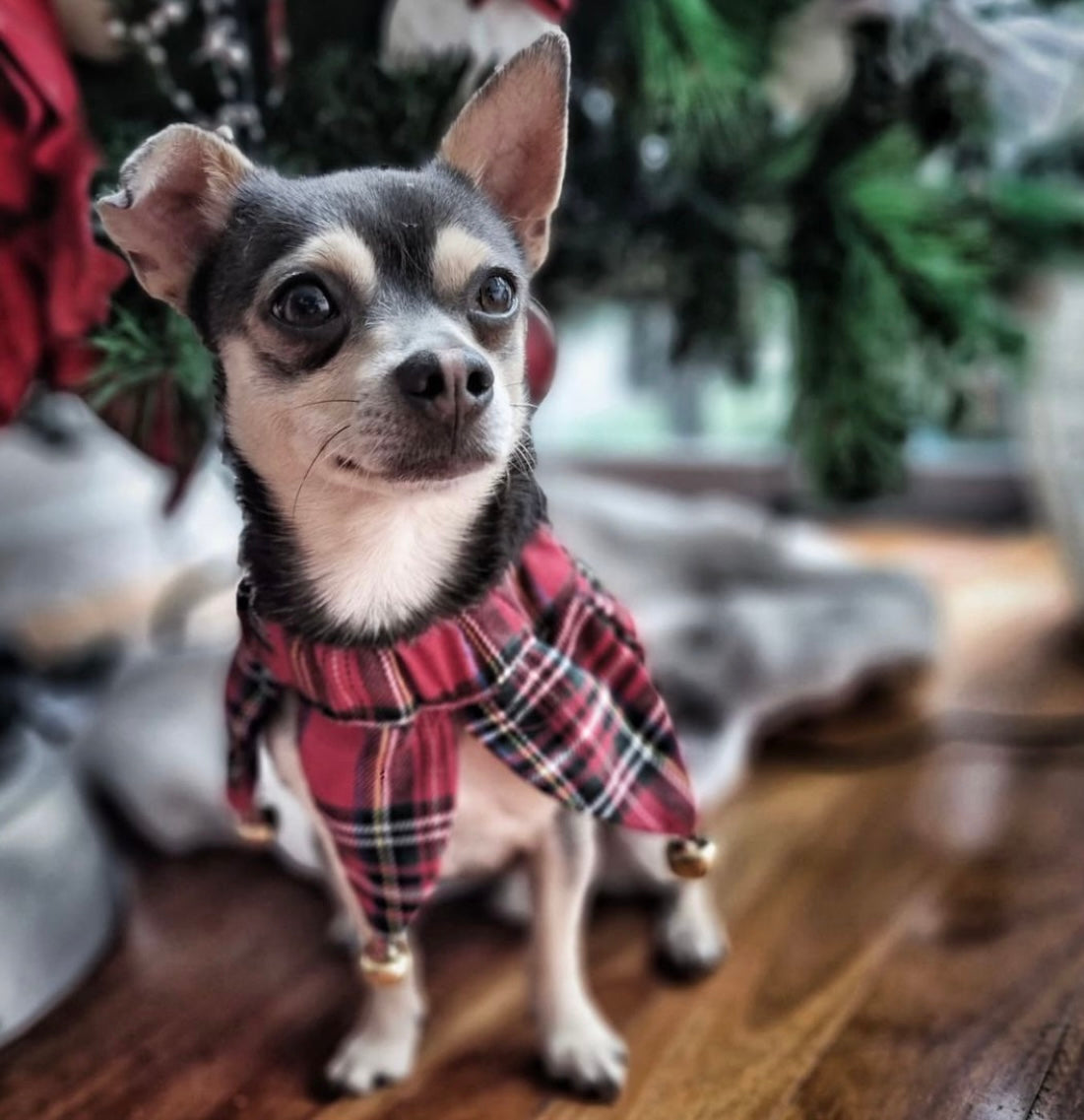 Christmas Checkered Collar