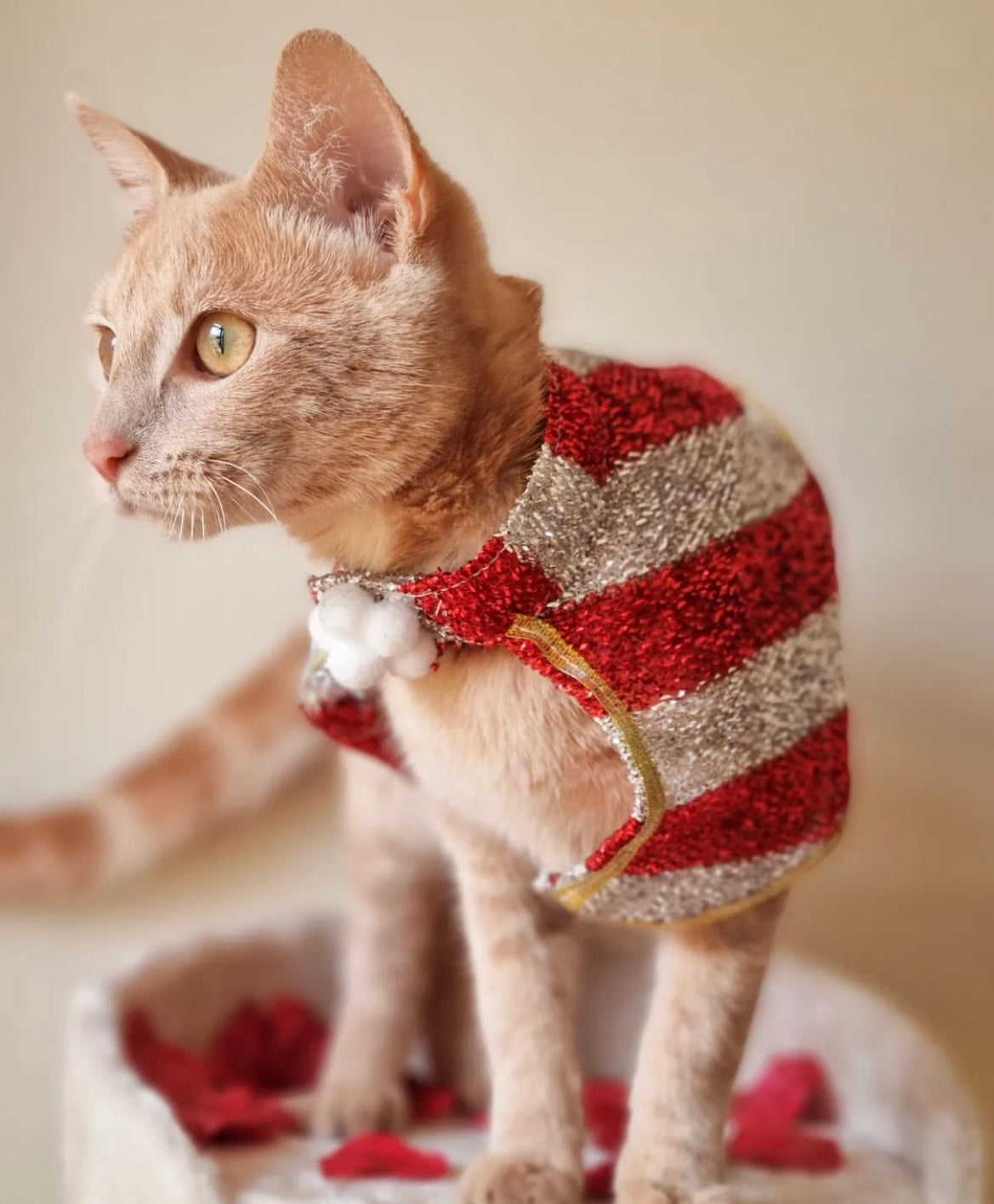 Pet Christmas Cape
