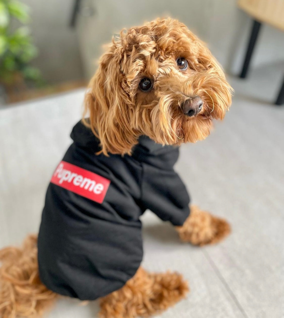 Supreme Dog Dog Clothes Hoodie Simple Dog Merchandise Websites