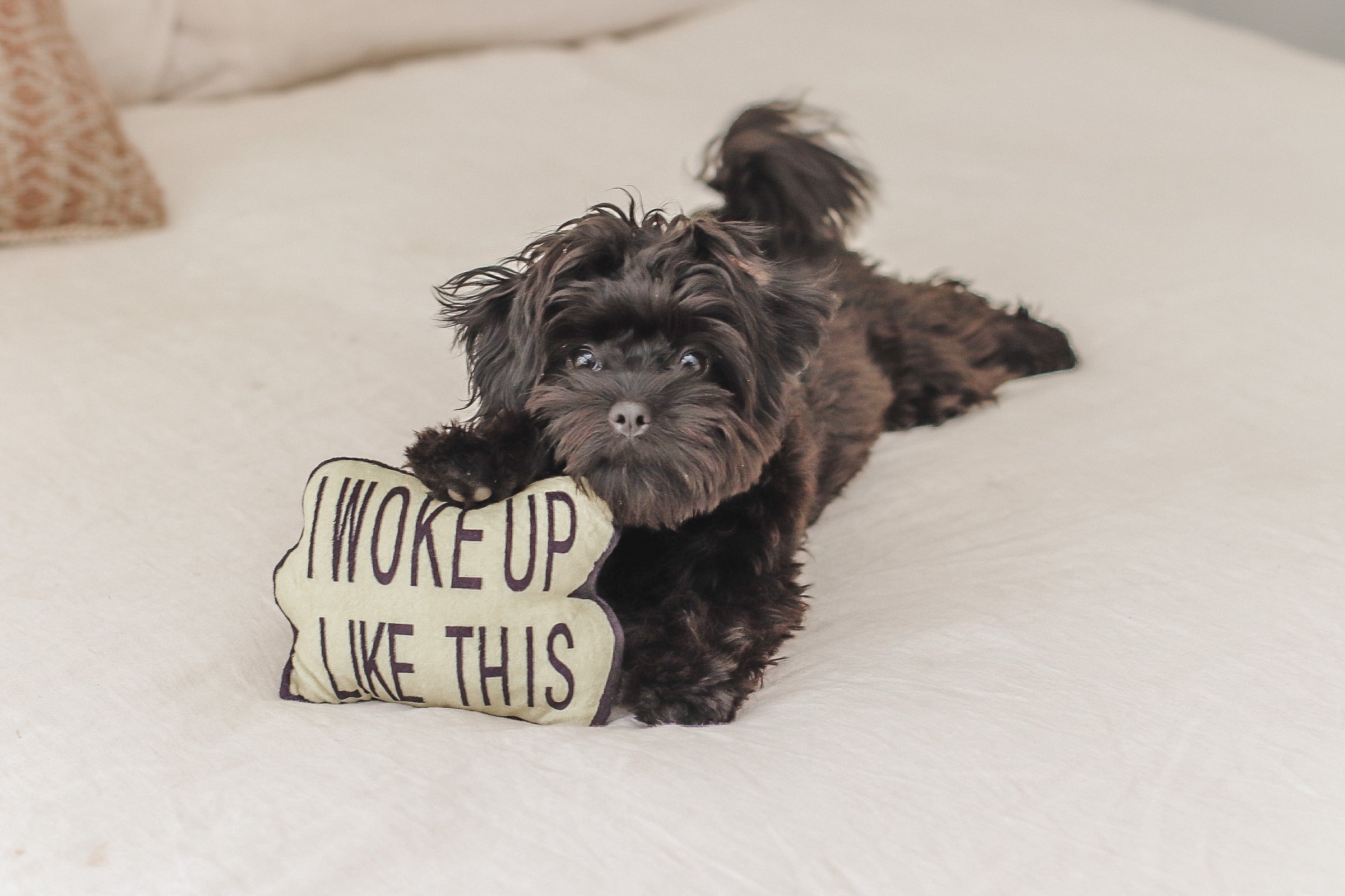 I Woke Up Like This Plush Toy