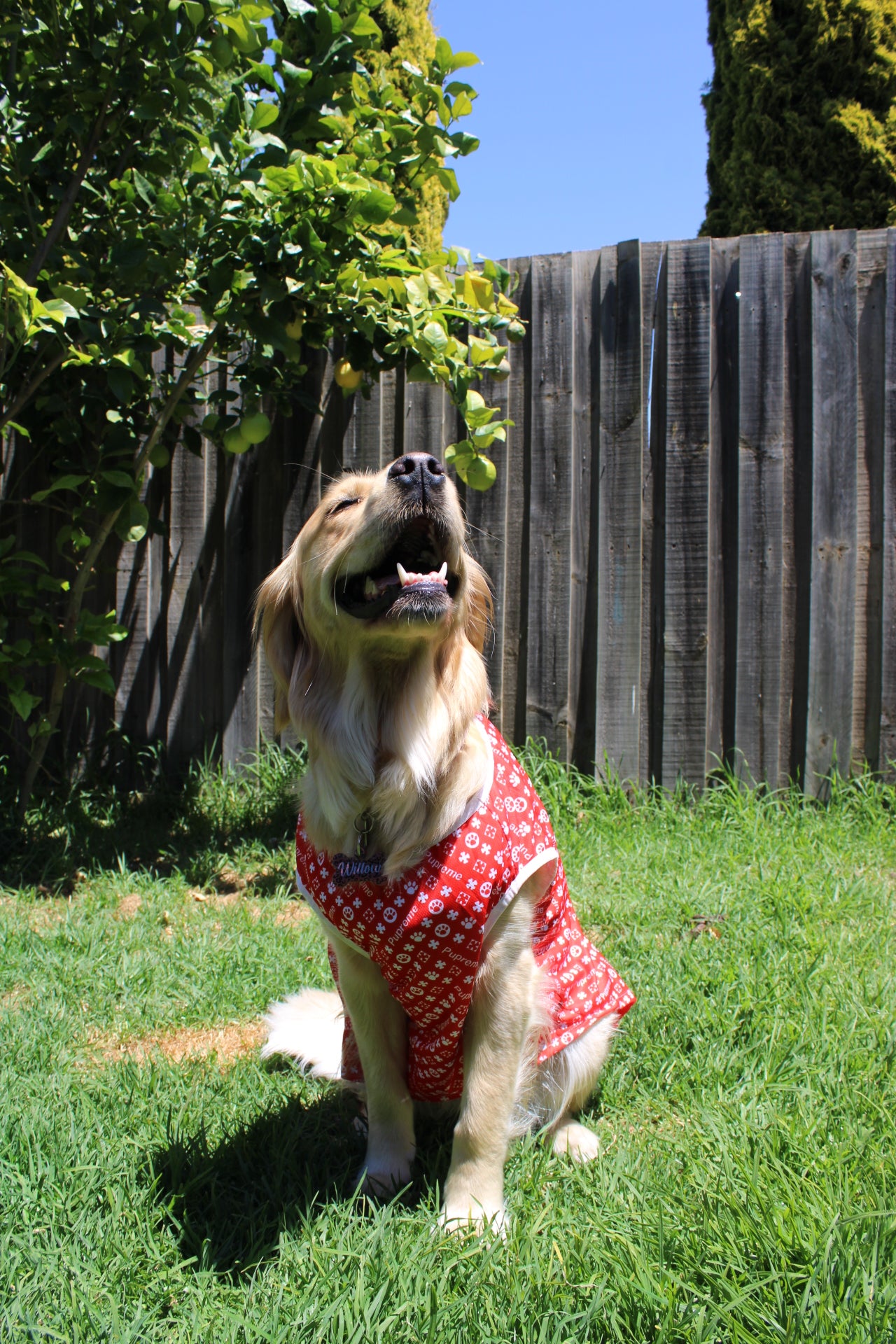 Pupreme Classic Tank