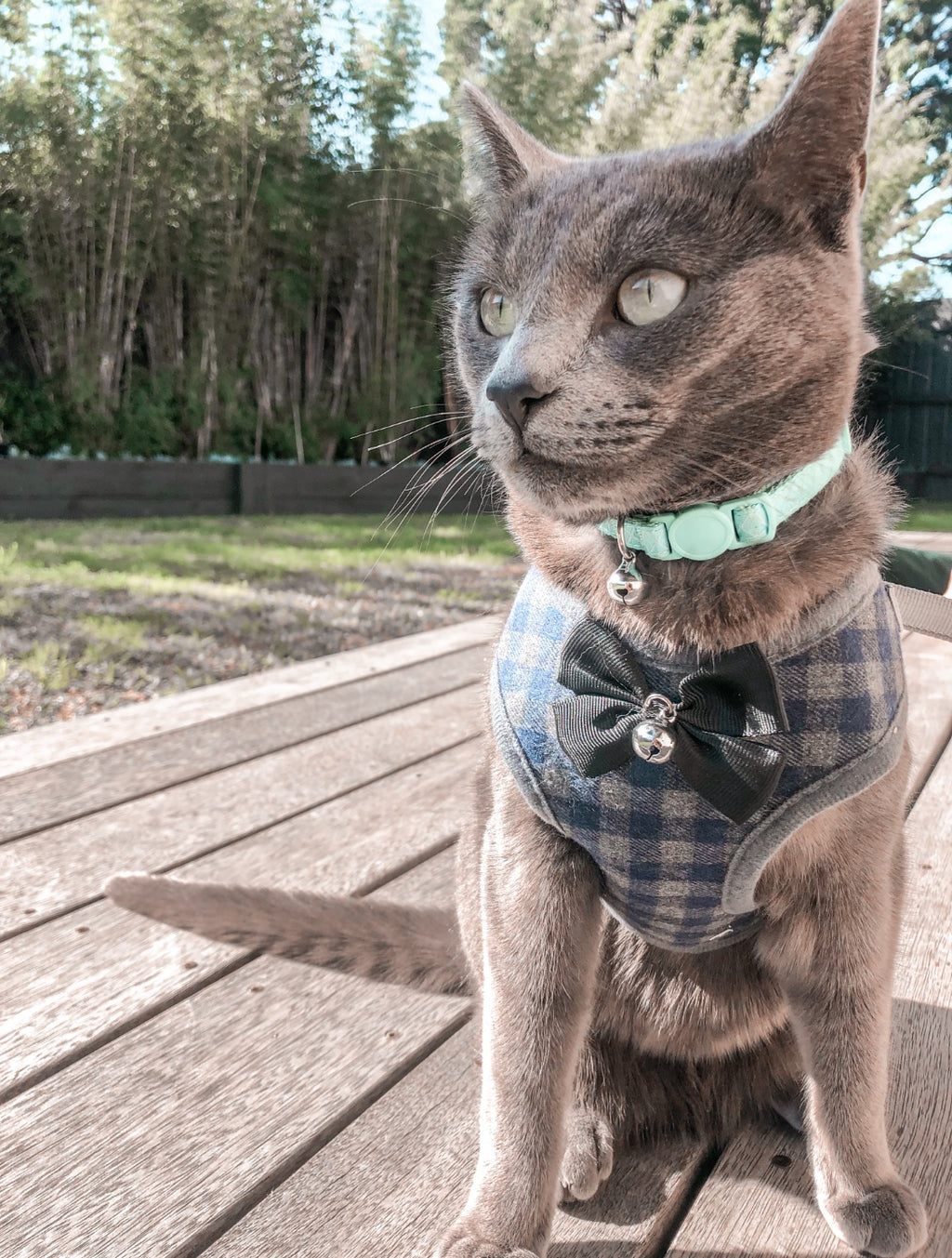 Bow Bell Harness