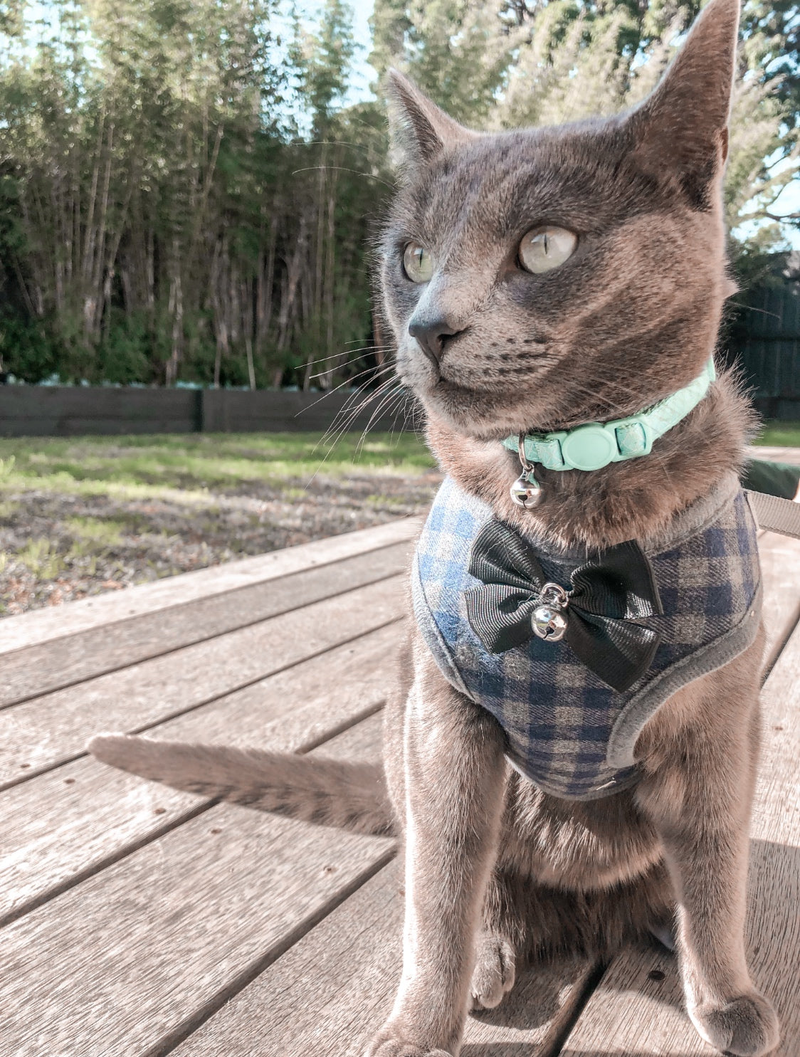 Bow Bell Harness