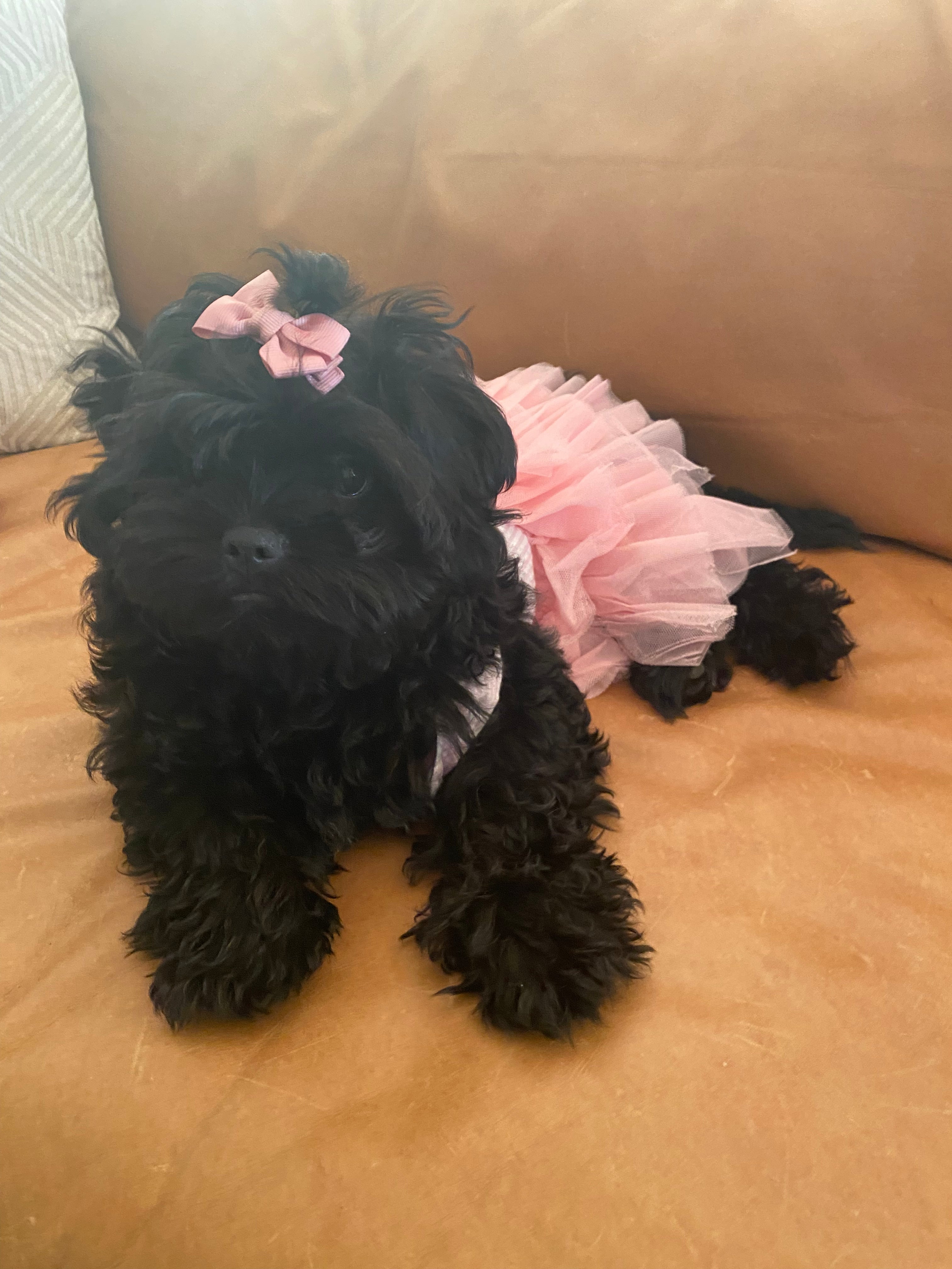 Tutu Dresses