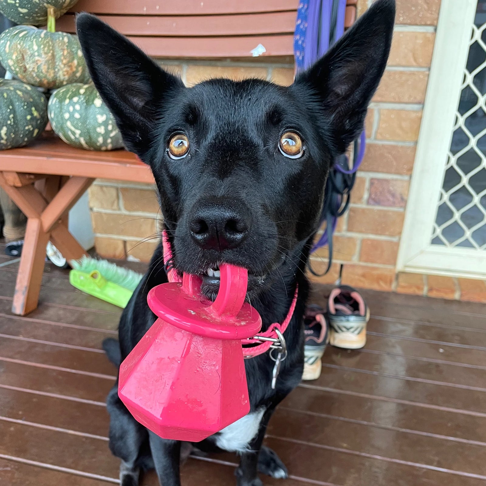 Puppy Bling Ring Chew Toy