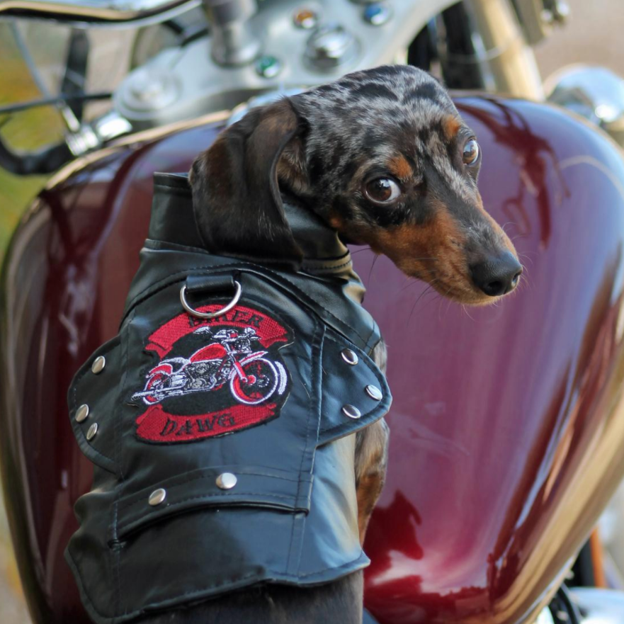Biker Dawg Black Jacket