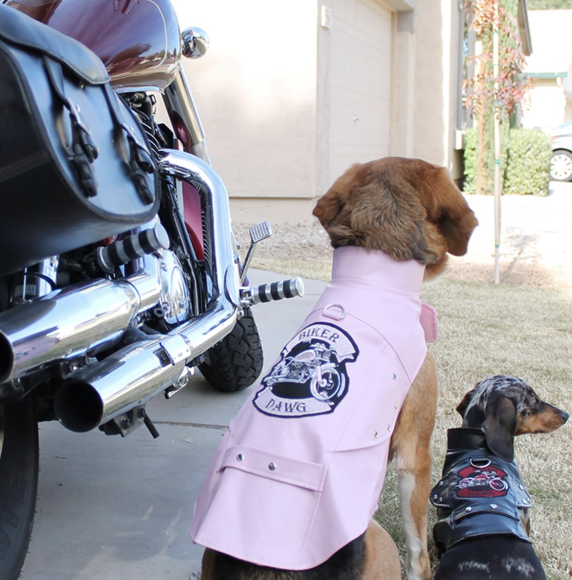 Biker Dawg Black Jacket